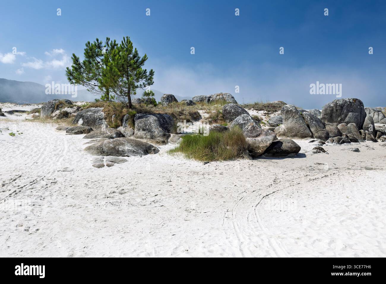 Tannen und Felsen, Praia Boca do Rio, A Coruna, La Coruna, Spanien Stockfoto