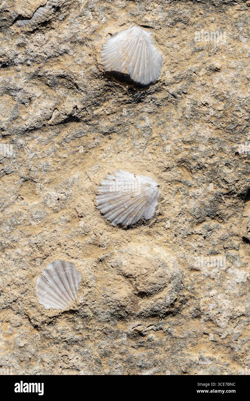Fossile Muscheln stecken in Kalkstein in der Cathedral Cave, Gozo, Malta Stockfoto