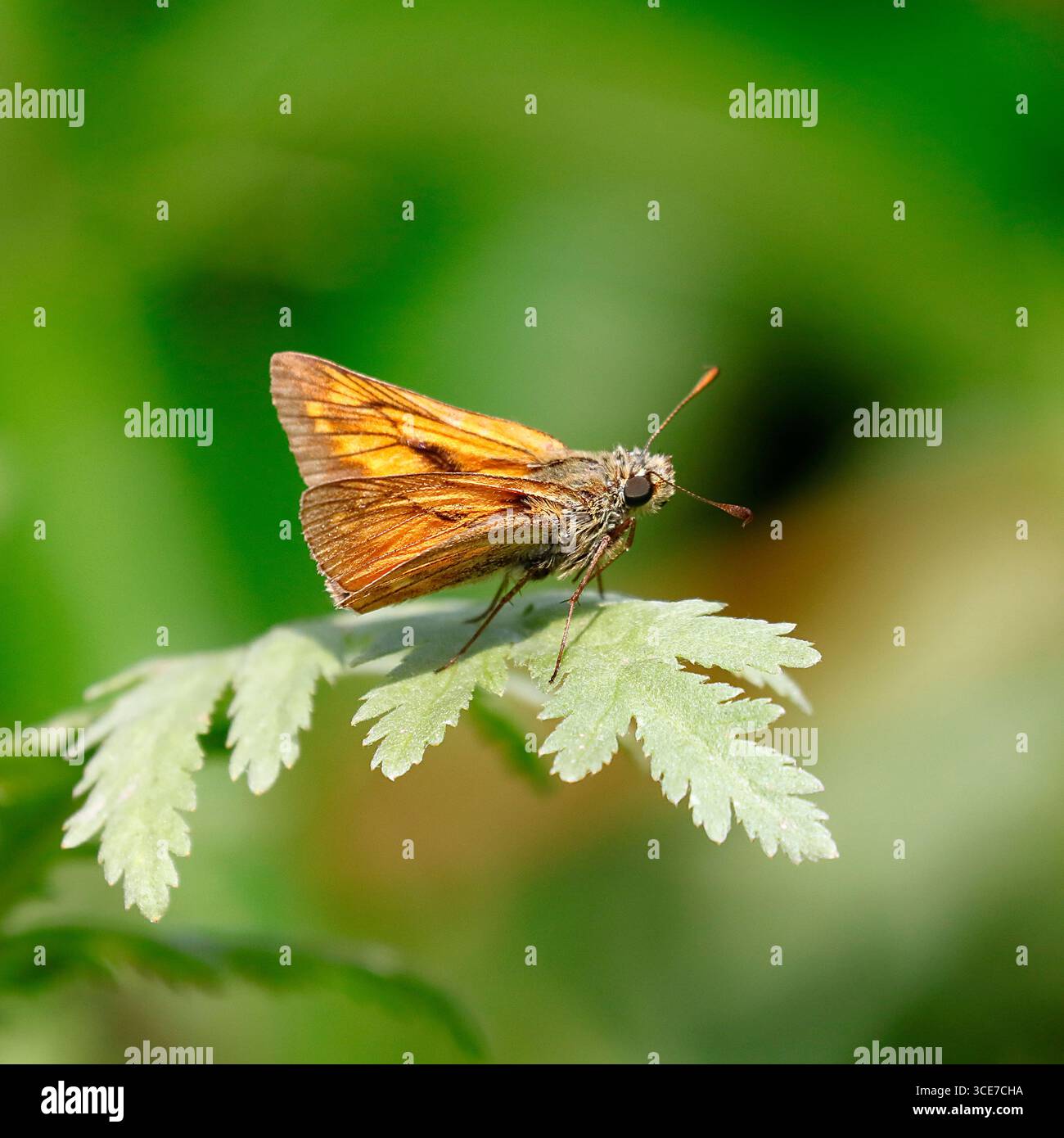 Ein Skipper Schmetterling sitzt auf dem Blatt einer Schafgarbe Stockfoto