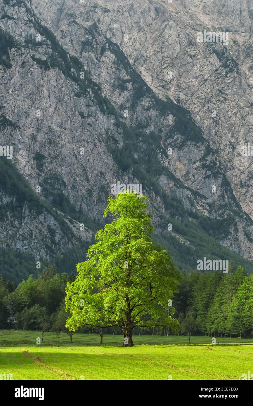 Grüner Baum auf Almwiesen in Bergen im Sommer im Logartal, Slowenien Stockfoto
