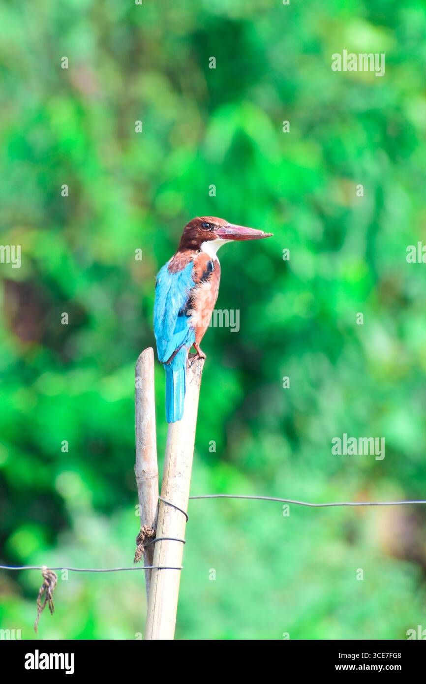 Weißkehleneigel (Halcyon smyrnesis) auf Ast auf Naturhintergrund. Vogel Stockfoto