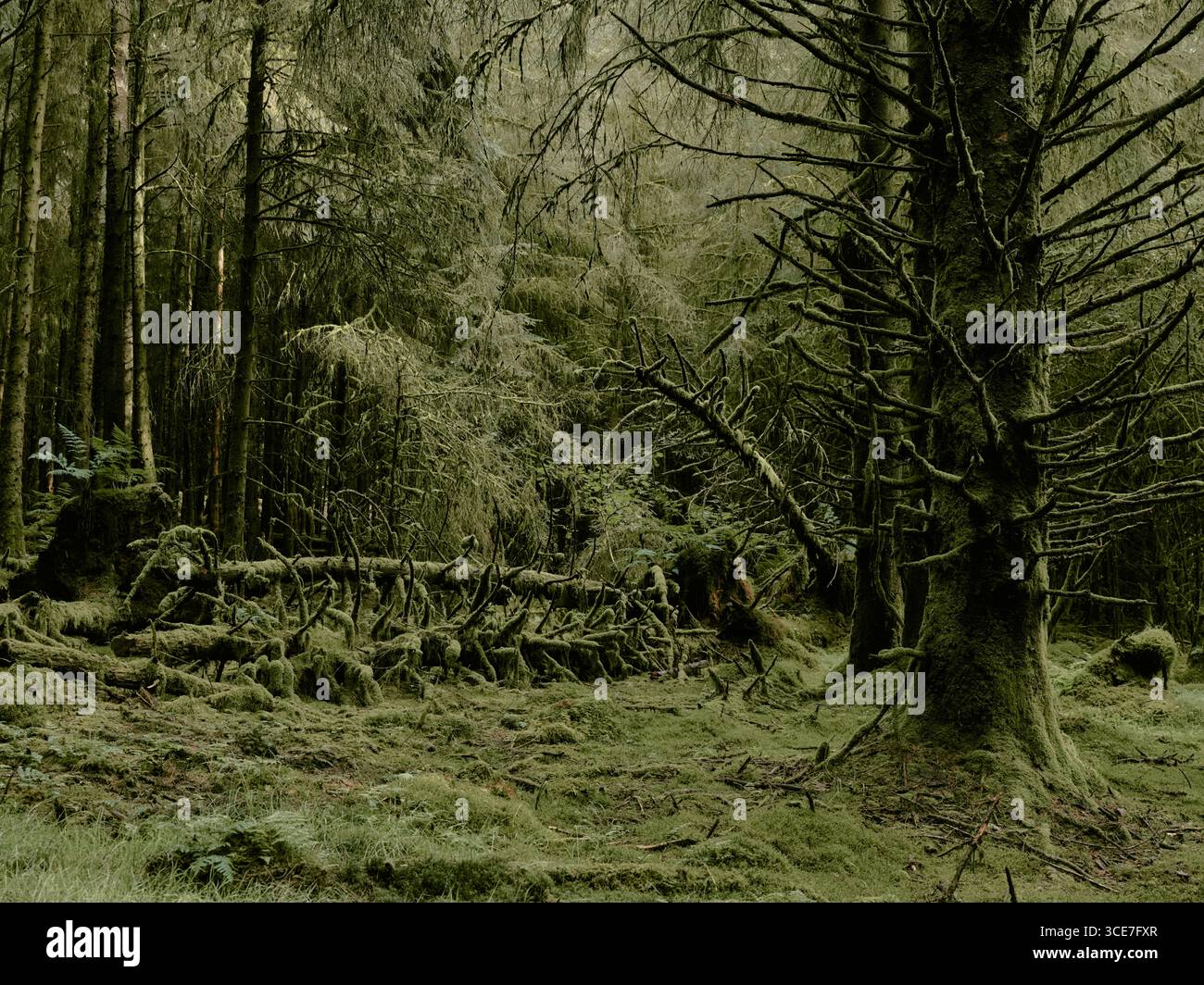 Gemäßigter Regenwald - in der Zeit von grünem Moos gefrorene dunkle Waldlandschaft - totes Baumwald-Ökosystem Stockfoto