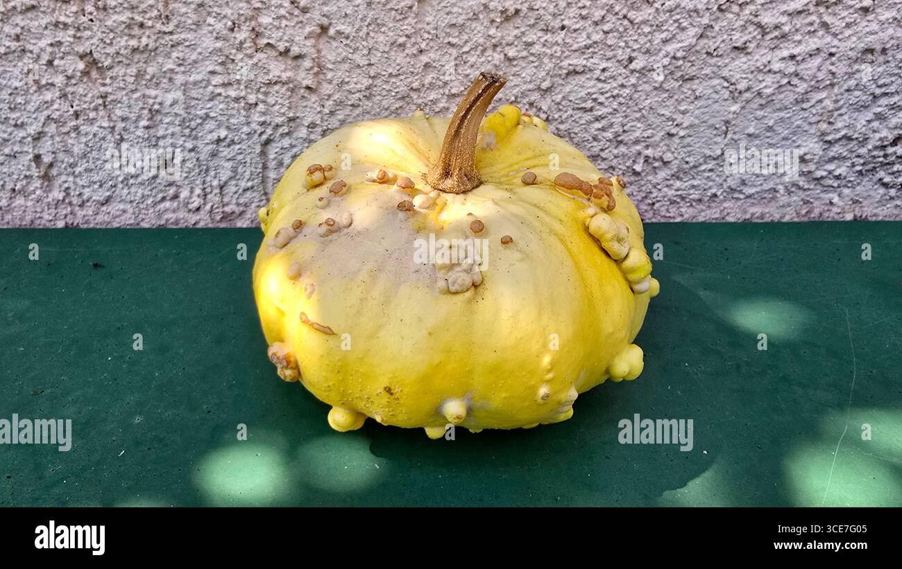 Knallgelber Kürbis Cucurbita Pepo mit strukturierter Oberfläche und Warzen sitzt auf einem grünen Tisch vor einer strukturierten weißen Putzwand bei direktem Sonnenlicht Stockfoto