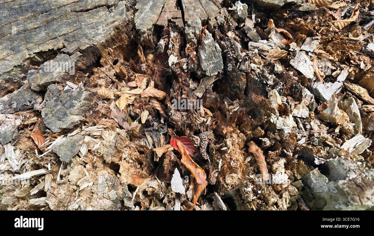 Die Nahaufnahme des verrottenden Baumstumpfs zeigt fragmentiertes Holz, trockene Blätter und komplizierte Muster der Zersetzung in erdigen Brauntönen Stockfoto