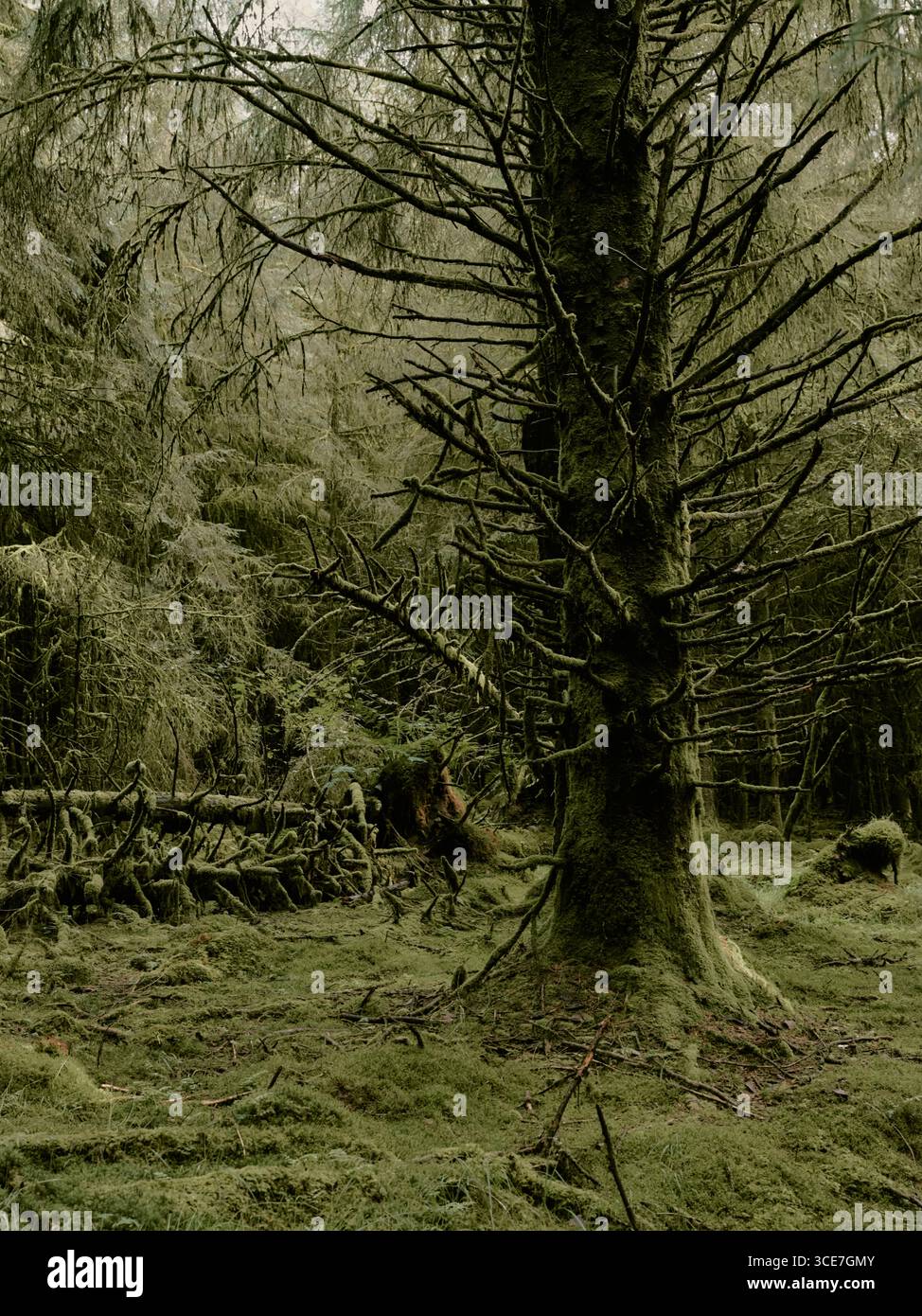 Gemäßigter Regenwald - in der Zeit von grünem Moos gefrorene dunkle Waldlandschaft - totes Baumwald-Ökosystem Stockfoto