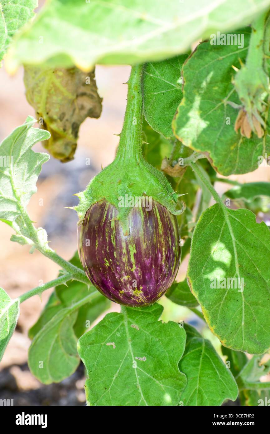 Auberginen anbauen, Brinjal auf Pflanzen anbauen, indische Gemüsezucht Stockfoto