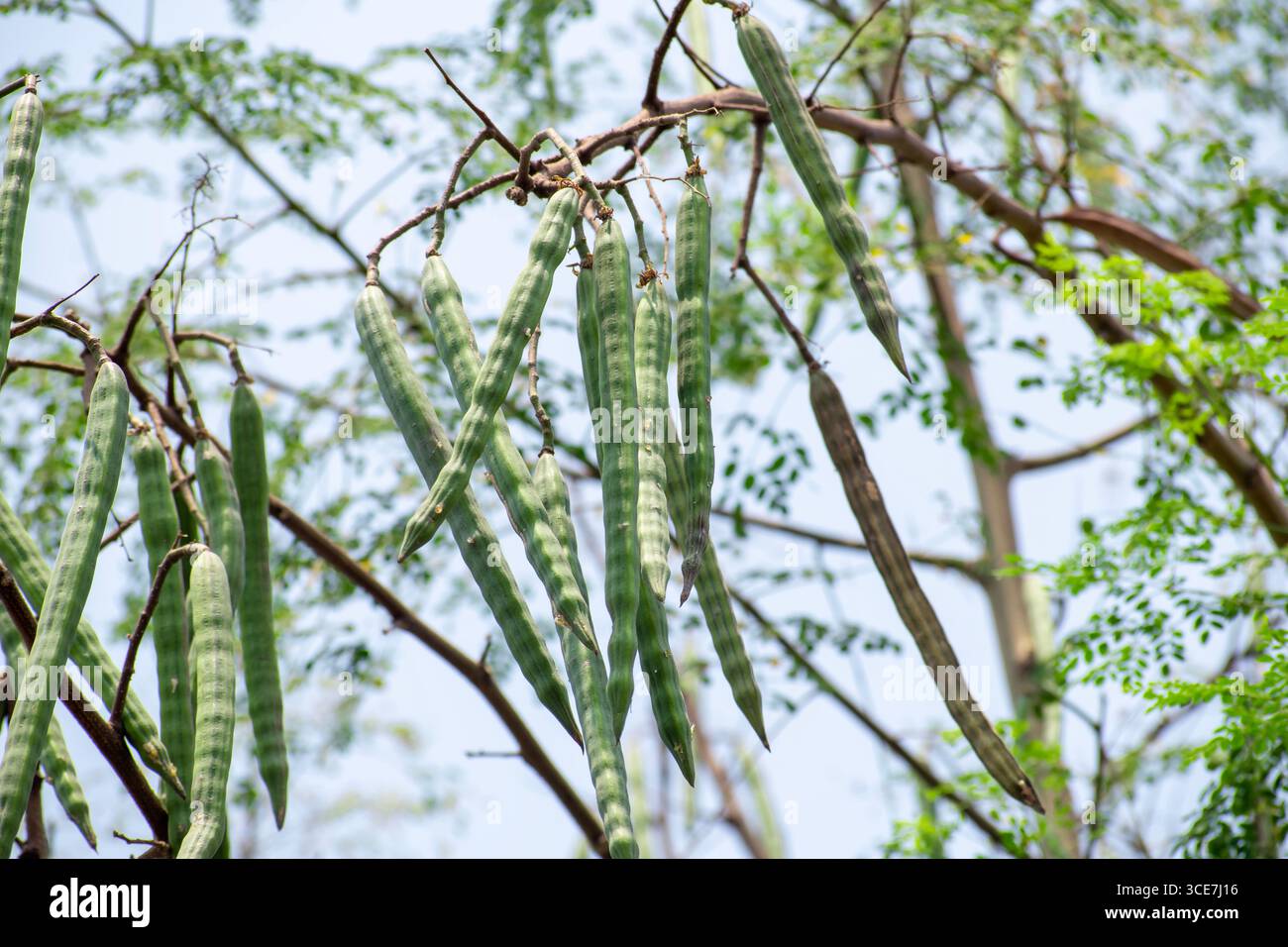 Moringa oleifera-Baum in Blüte mit Trommelfrucht-Heilpflanze Stockfoto