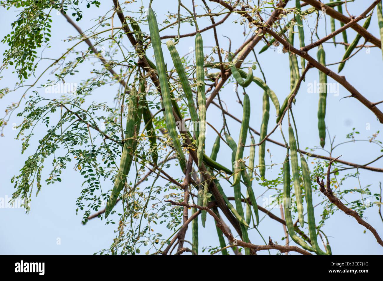 Moringa oleifera-Baum in Blüte mit Trommelfrucht-Heilpflanze Stockfoto