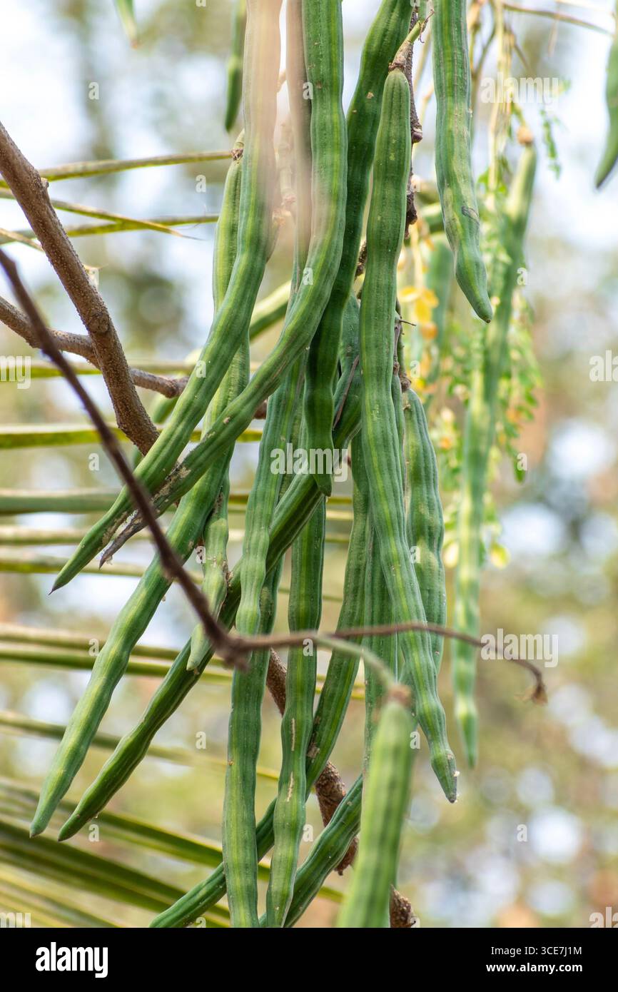 Moringa oleifera-Baum in Blüte mit Trommelfrucht-Heilpflanze Stockfoto
