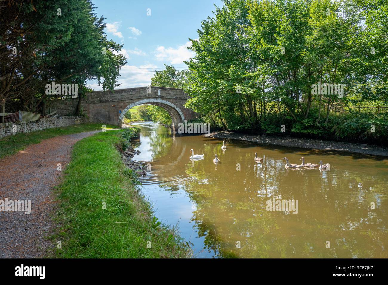 Stumme Schwäne und ihre Schilder auf dem Liverpool-Leeds-Kanal, Gargrave, Yorkshire. Stockfoto