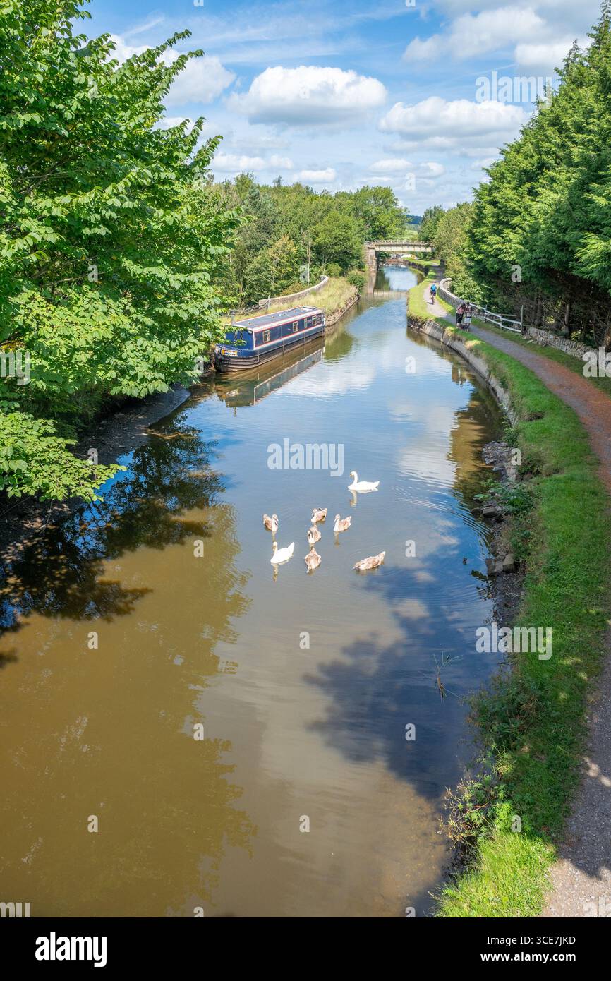 Stumme Schwäne und ihre Schilder auf dem Liverpool-Leeds-Kanal, Gargrave, Yorkshire. Stockfoto
