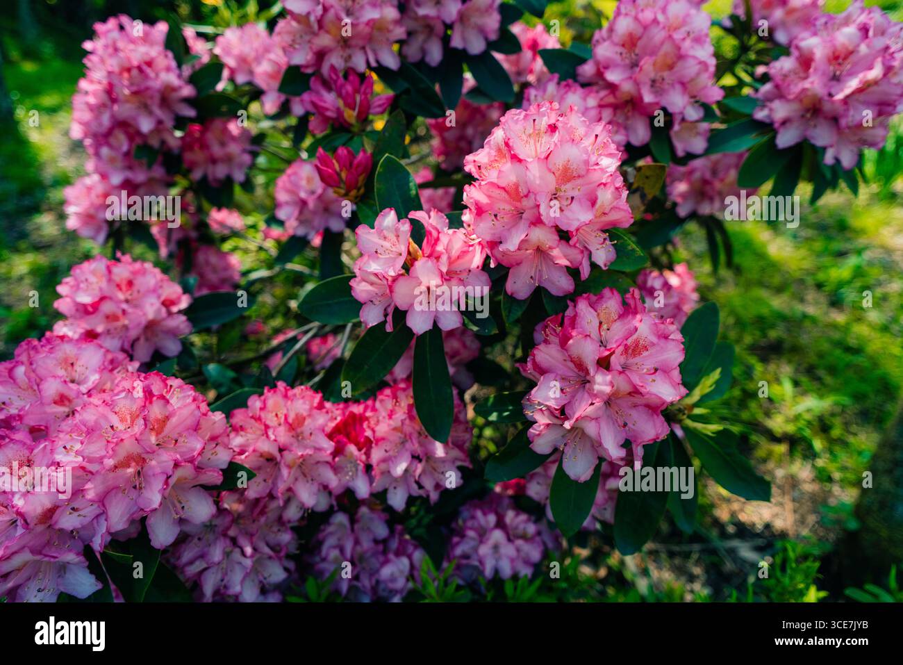 Rhododendron berries -Fotos und -Bildmaterial in hoher Auflsung  Alamy