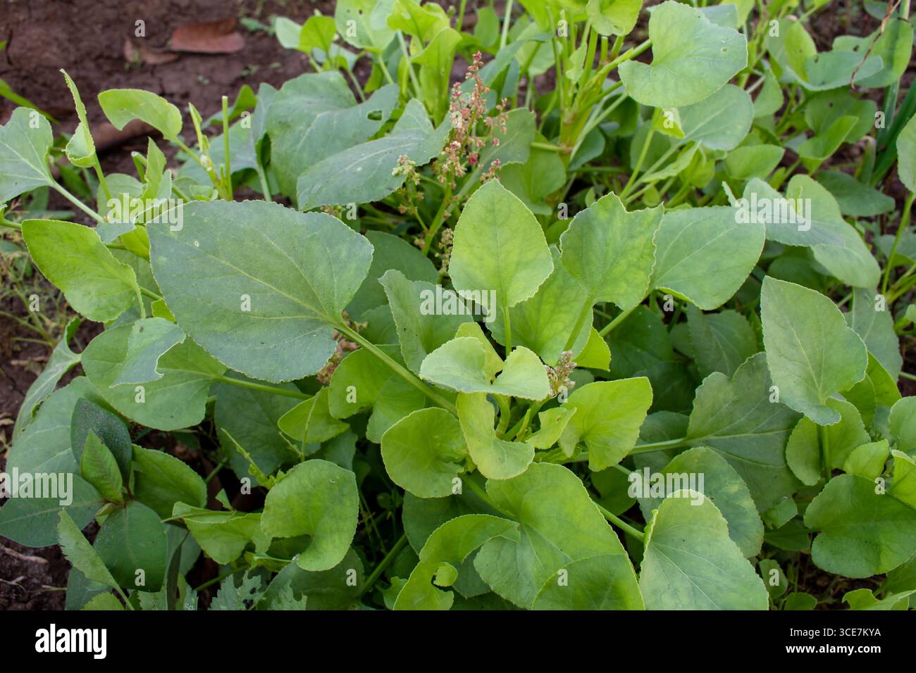 Sorrel wächst im offenen organischen Boden des Gartens Stockfoto