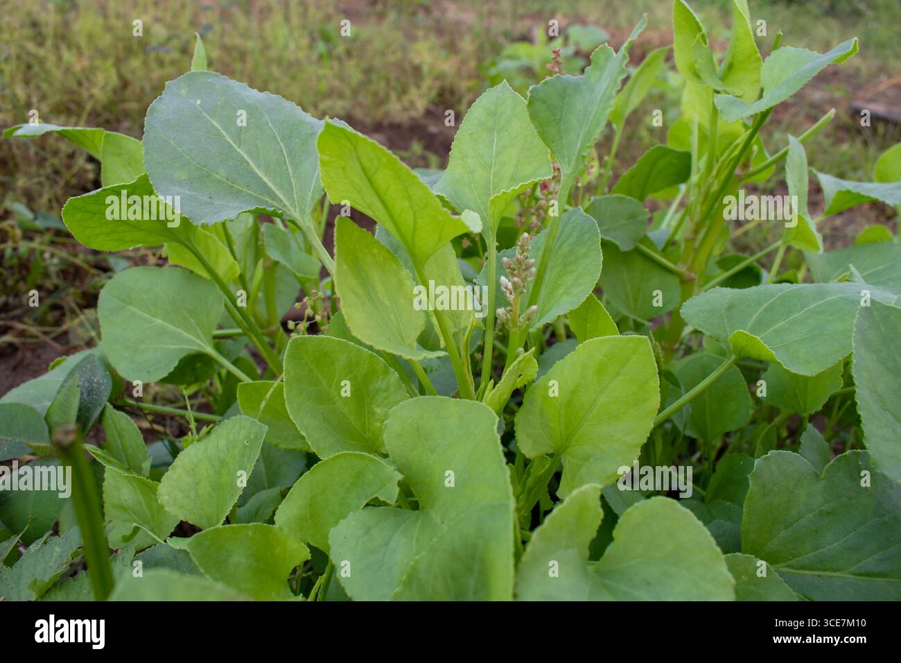 Sorrel wächst im offenen organischen Boden des Gartens Stockfoto