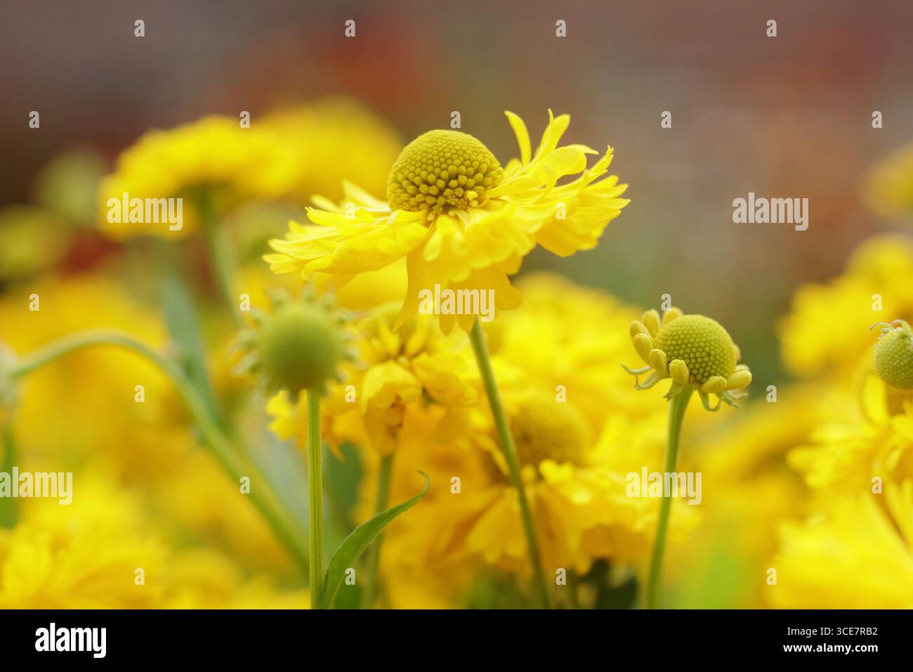 Helium-„Double Trouble“-Blüten. Hellgelbe Helenien, Niesalgen-Blüten an krautiger Grenze im Spätsommer. UK Stockfoto