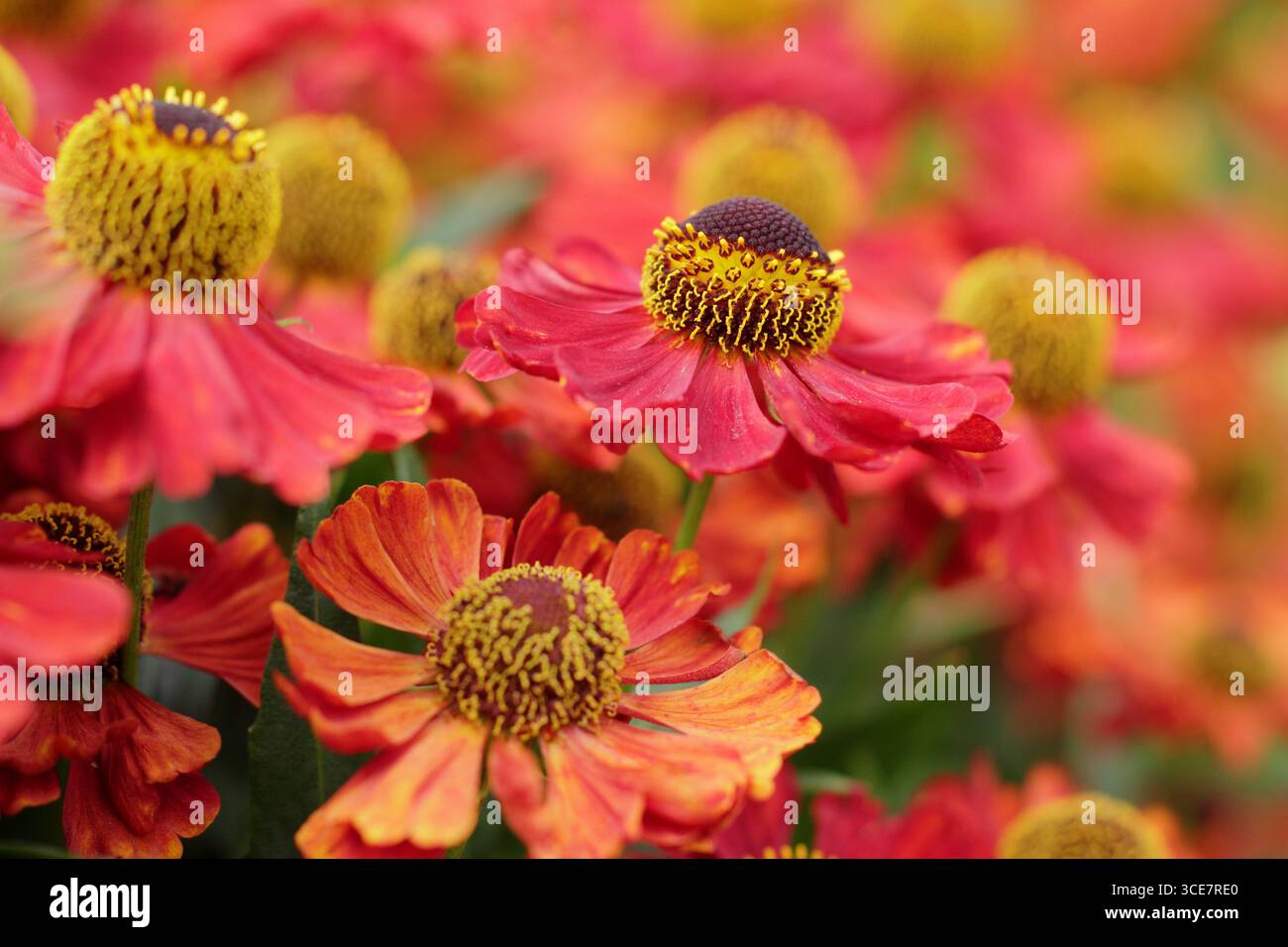 Helen Rubinzwerg. Dunkel rötlich-orange Blüten von Helenien, Niesalgen Rubinzberg in einer Spätsommer heißen Grenze. UK Stockfoto