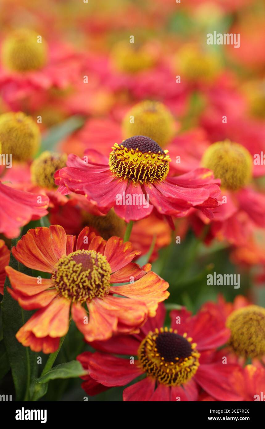 Helen Rubinzwerg. Dunkel rötlich-orange Blüten von Helenien, Niesalgen Rubinzberg in einer Spätsommer heißen Grenze. UK Stockfoto