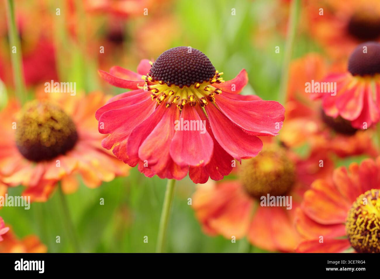 Helenium „Rote Armee“-Niesalgen-Blüten mit hellroter Färbung im Spätsommer-Gartenrand. UK Stockfoto