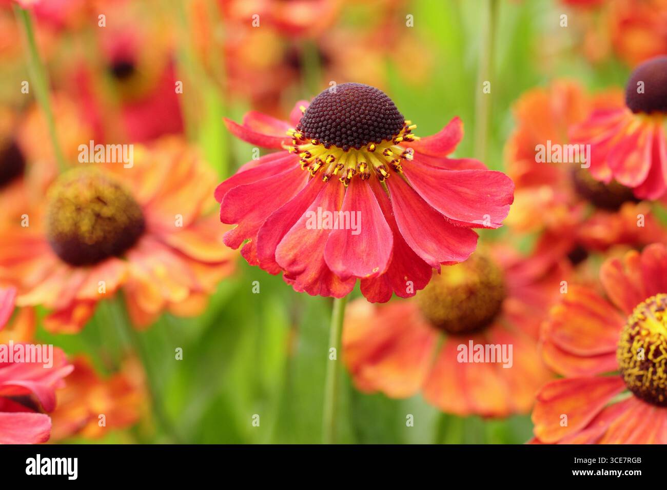 Helenium „Rote Armee“-Niesalgen-Blüten mit hellroter Färbung im Spätsommer-Gartenrand. UK Stockfoto