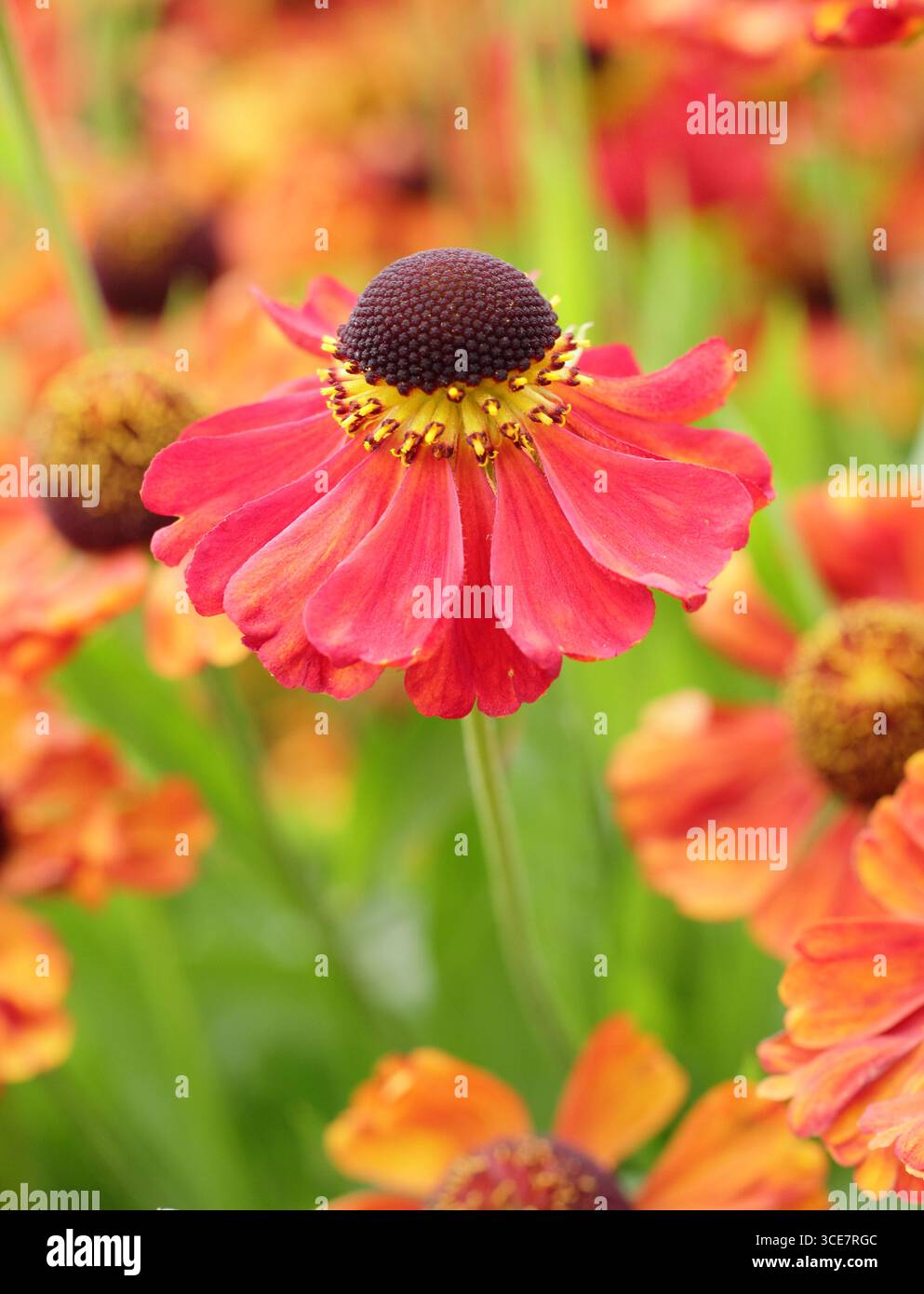 Helenium „Rote Armee“-Niesalgen-Blüten mit hellroter Färbung im Spätsommer-Gartenrand. UK Stockfoto