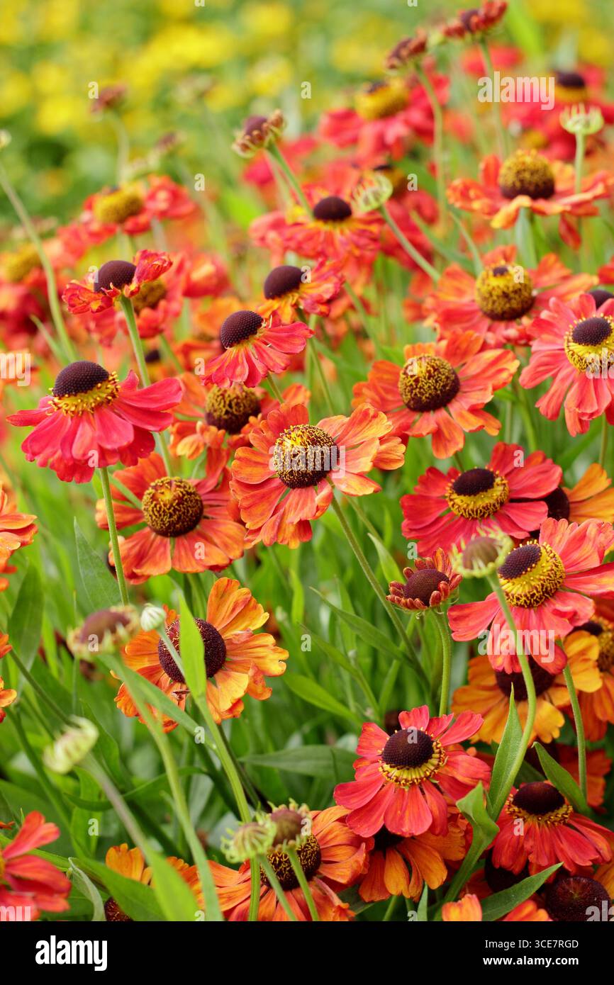 Helenium „Rote Armee“-Niesalgen-Blüten mit hellroter Färbung im Spätsommer-Gartenrand. UK Stockfoto