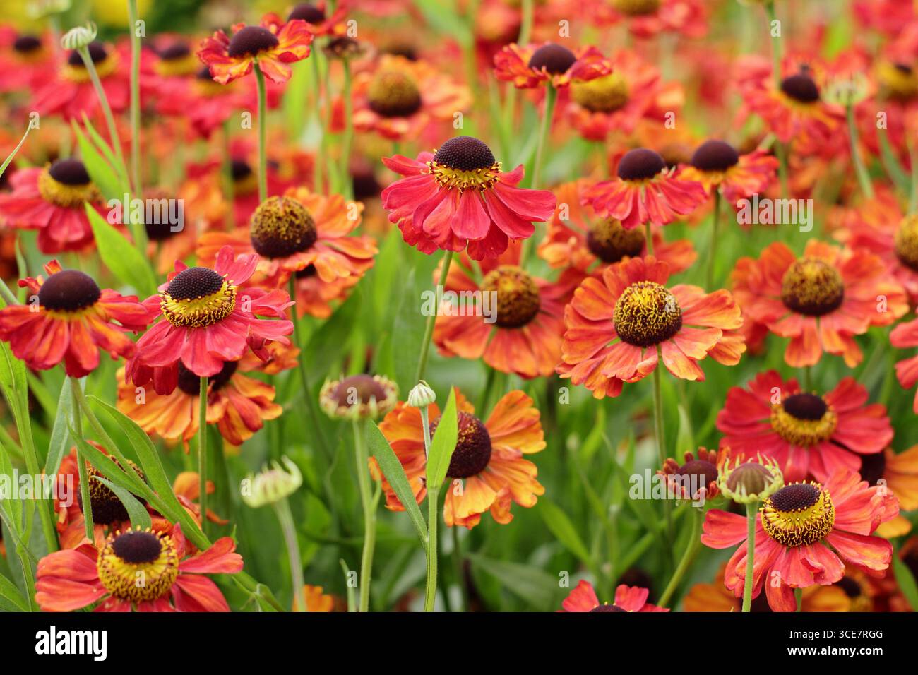 Helenium „Rote Armee“-Niesalgen-Blüten mit hellroter Färbung im Spätsommer-Gartenrand. UK Stockfoto