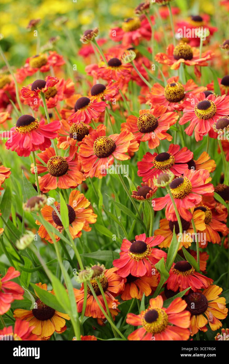 Helenium „Rote Armee“-Niesalgen-Blüten mit hellroter Färbung im Spätsommer-Gartenrand. UK Stockfoto