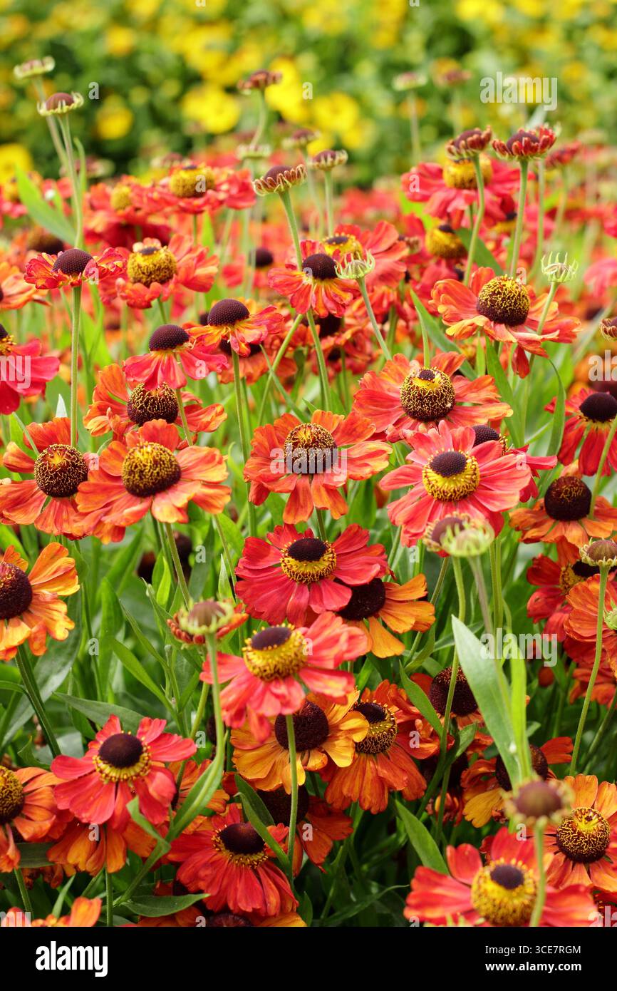 Helenium „Rote Armee“-Niesalgen-Blüten mit hellroter Färbung im Spätsommer-Gartenrand. UK Stockfoto
