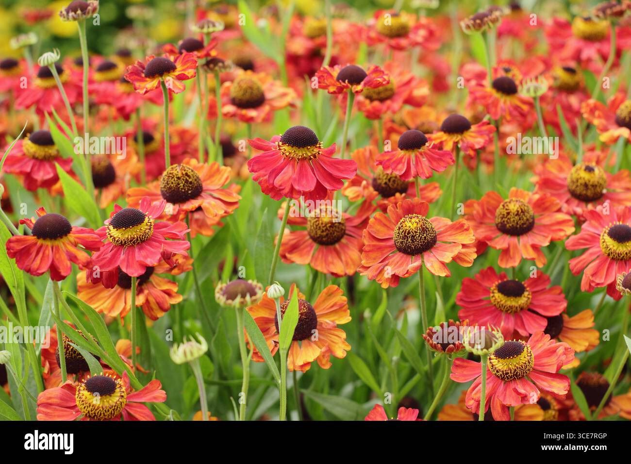 Helenium „Rote Armee“-Niesalgen-Blüten mit hellroter Färbung im Spätsommer-Gartenrand. UK Stockfoto