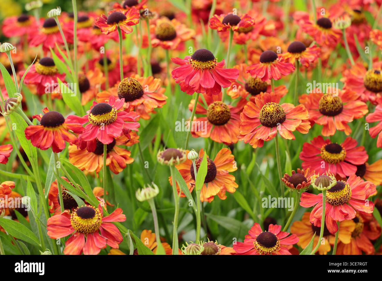 Helenium „Rote Armee“-Niesalgen-Blüten mit hellroter Färbung im Spätsommer-Gartenrand. UK Stockfoto