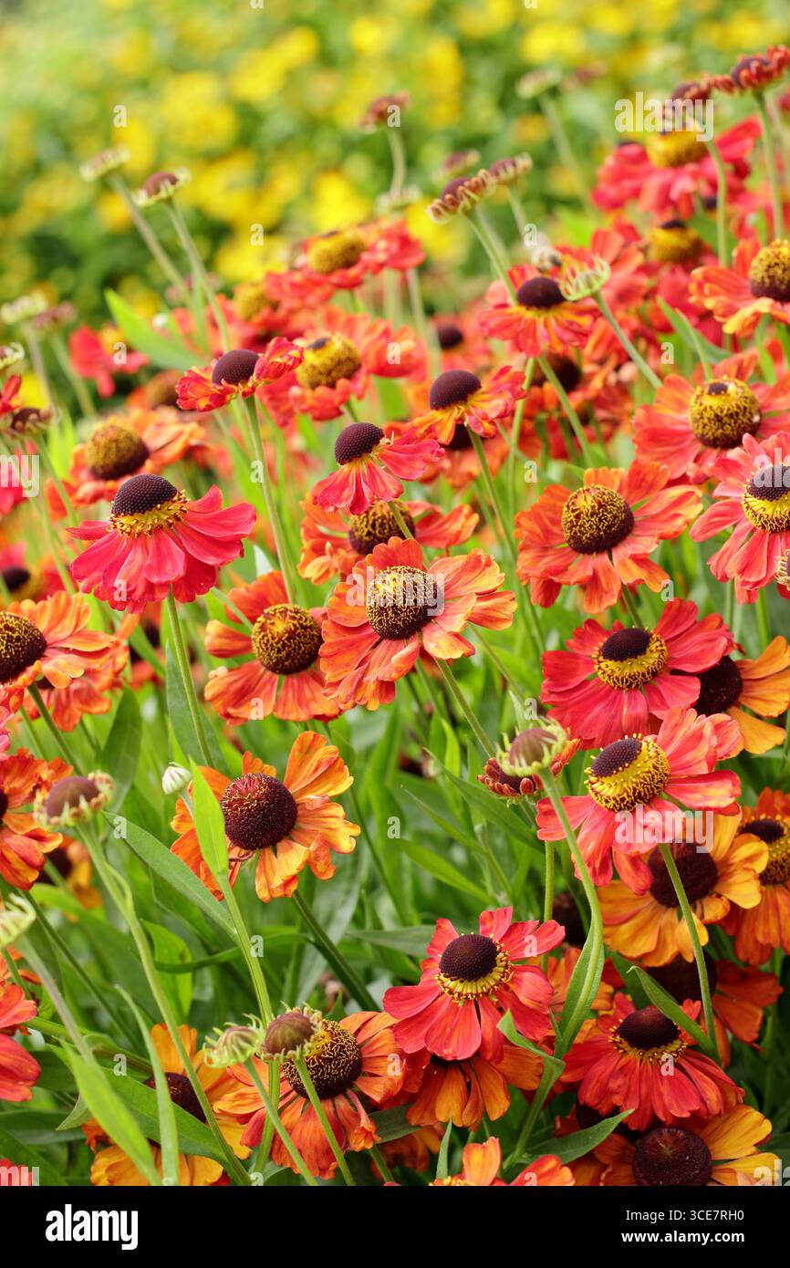 Helenium „Rote Armee“-Niesalgen-Blüten mit hellroter Färbung im Spätsommer-Gartenrand. UK Stockfoto