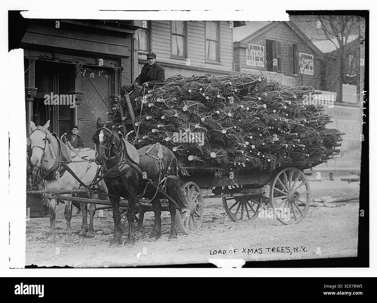 Viele Weihnachtsbäume, N.Y. zwischen ca. 1910 und ca. 1915 Stockfoto