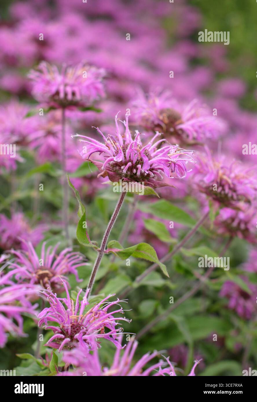 Monarda Violet Queen Bergamotte Blüten gepflanzt in Drifts in einer mehrjährigen Grenze im Spätsommer. UK Stockfoto