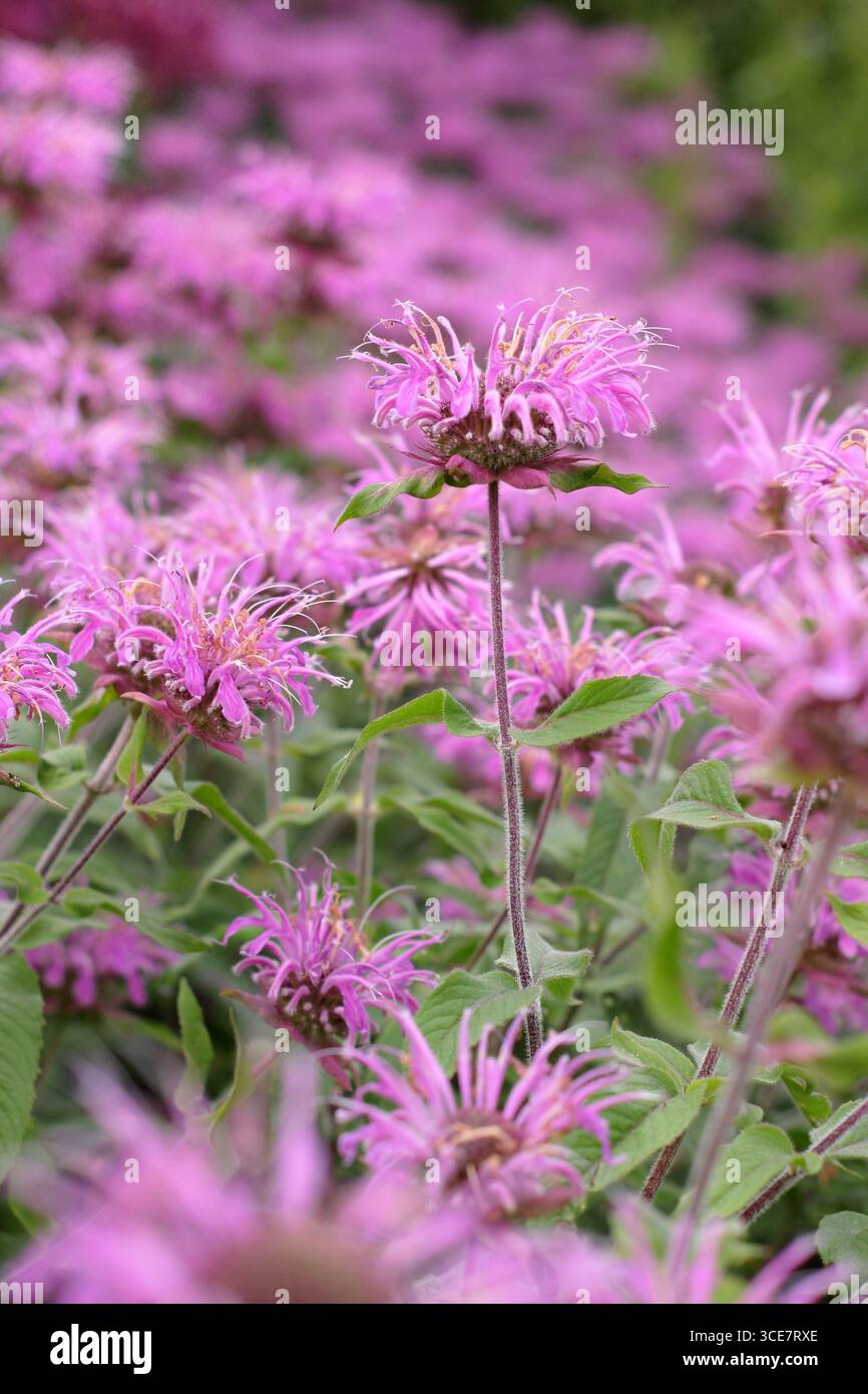 Monarda Violet Queen Bergamotte Blüten gepflanzt in Drifts in einer mehrjährigen Grenze im Spätsommer. UK Stockfoto