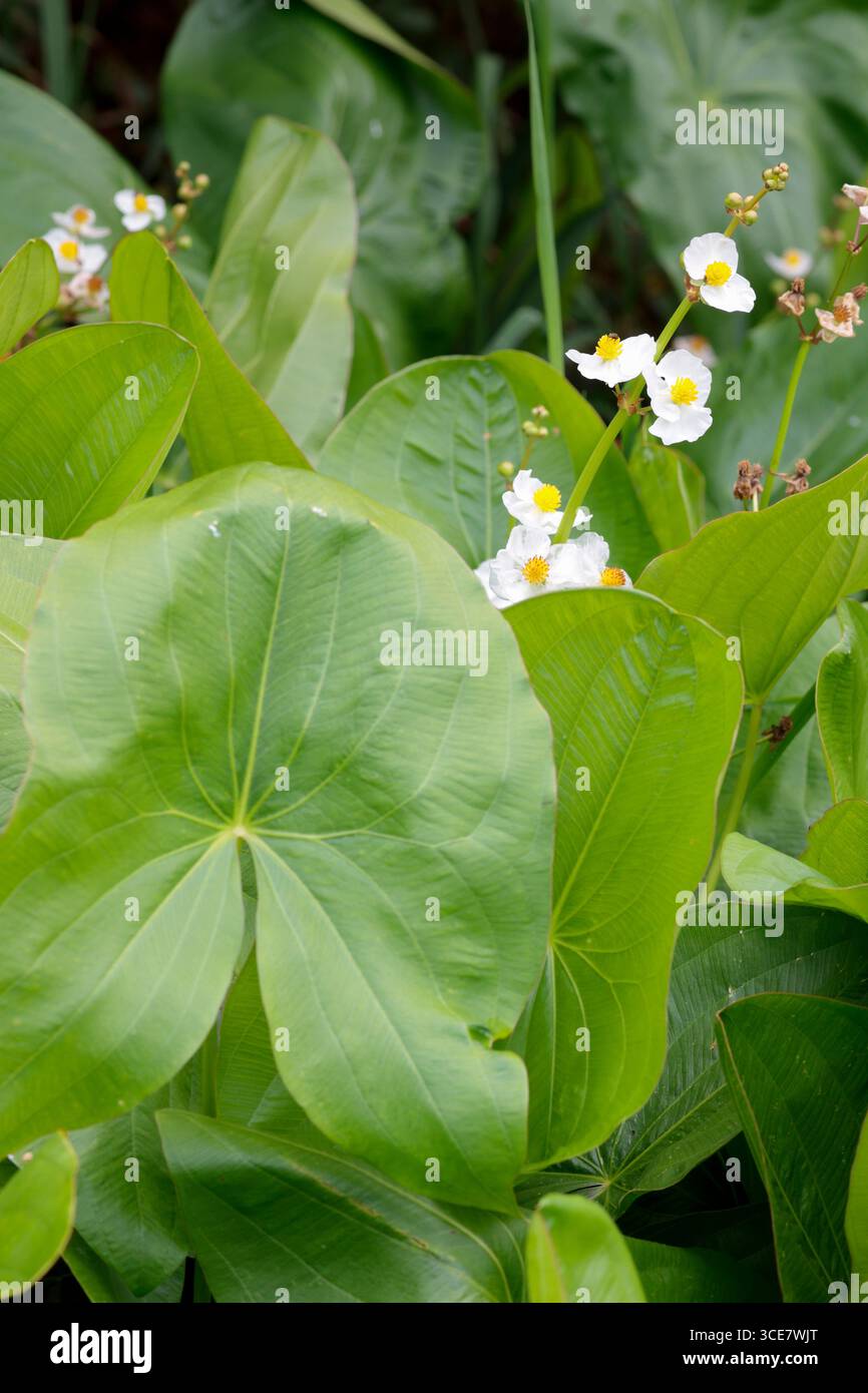 Arrowhead Feuchtlandpflanze Sagittaria sagittifolia große grüne, pfeilförmige Blätter mehrere weiße Blüten pro Stamm mit gelb erhöhten kugelförmigen Zentren Stockfoto