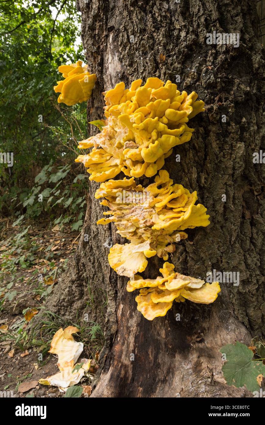 Ein großer, farbenfroher Laetiporus- oder Hühnerpilz auf einer Eiche in England Stockfoto