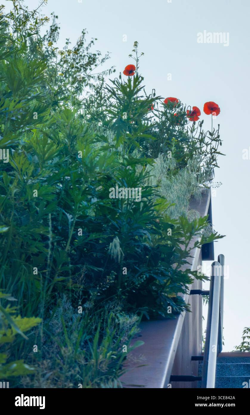 Üppige Vegetation und leuchtende rote Mohnblumen erblühen auf einem grünen Dach, das nachhaltiges urbanes Design mit einem Metallgeländer und Treppen zum Zimmer bietet Stockfoto