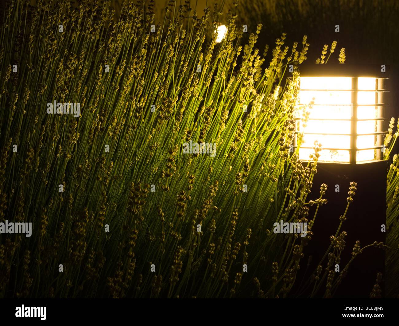 Nächtliche Nahaufnahme einer dichten Ansammlung von Lavendelpflanzen, beleuchtet durch das warme Licht einer modernen Gartenlampe, die einen starken Kontrast zwischen t erzeugt Stockfoto