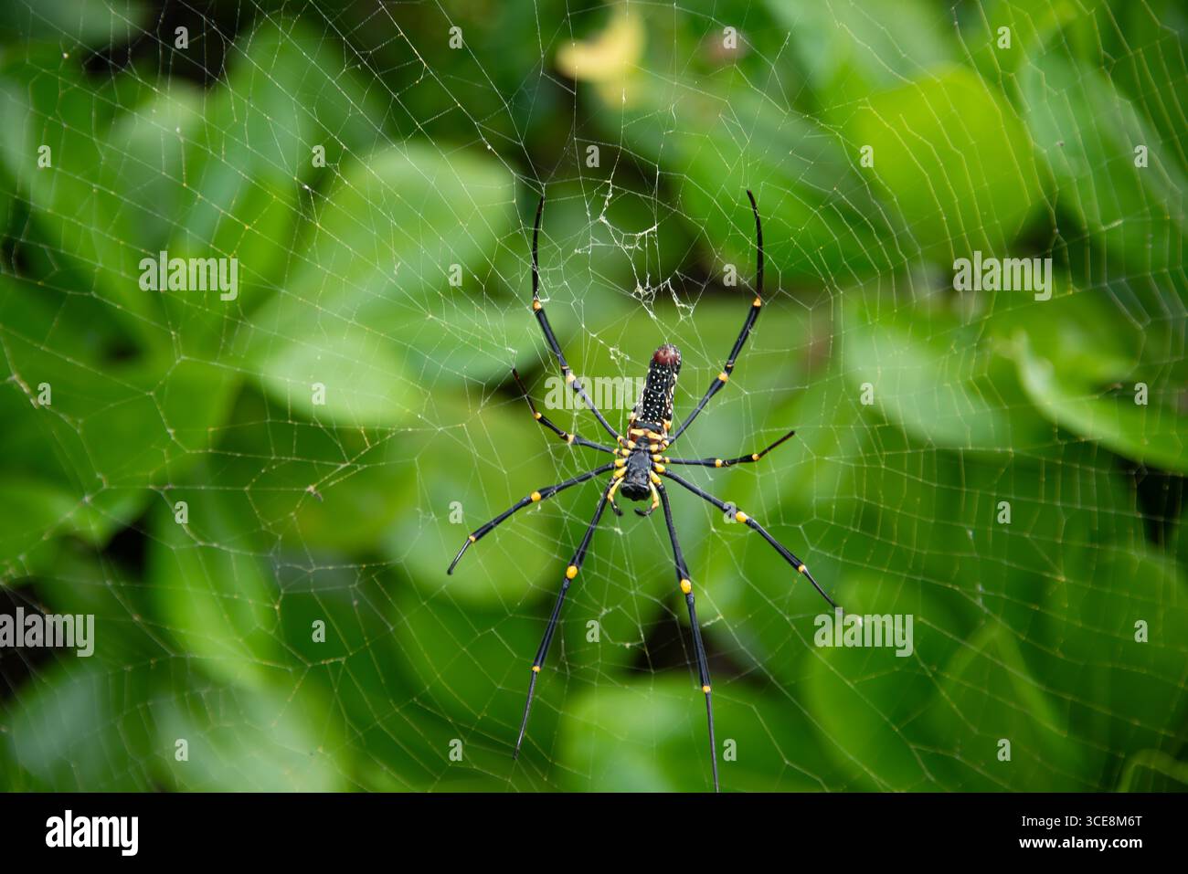Riesenbananenspinne im grünen Laub in Miyakojima, Okinawa, Japan Stockfoto