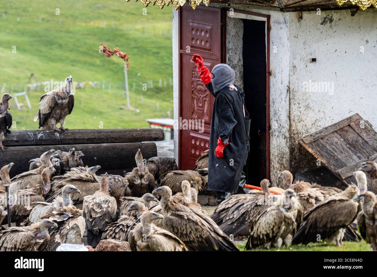 Himmelsbegräbnis, Rogyapa füttert den Leichnam eines Verstorbenen an Geier für ihre Rückkehr in die Wildnis, Tagong (Lhagang), autonomer Garzê-Präfekt Stockfoto