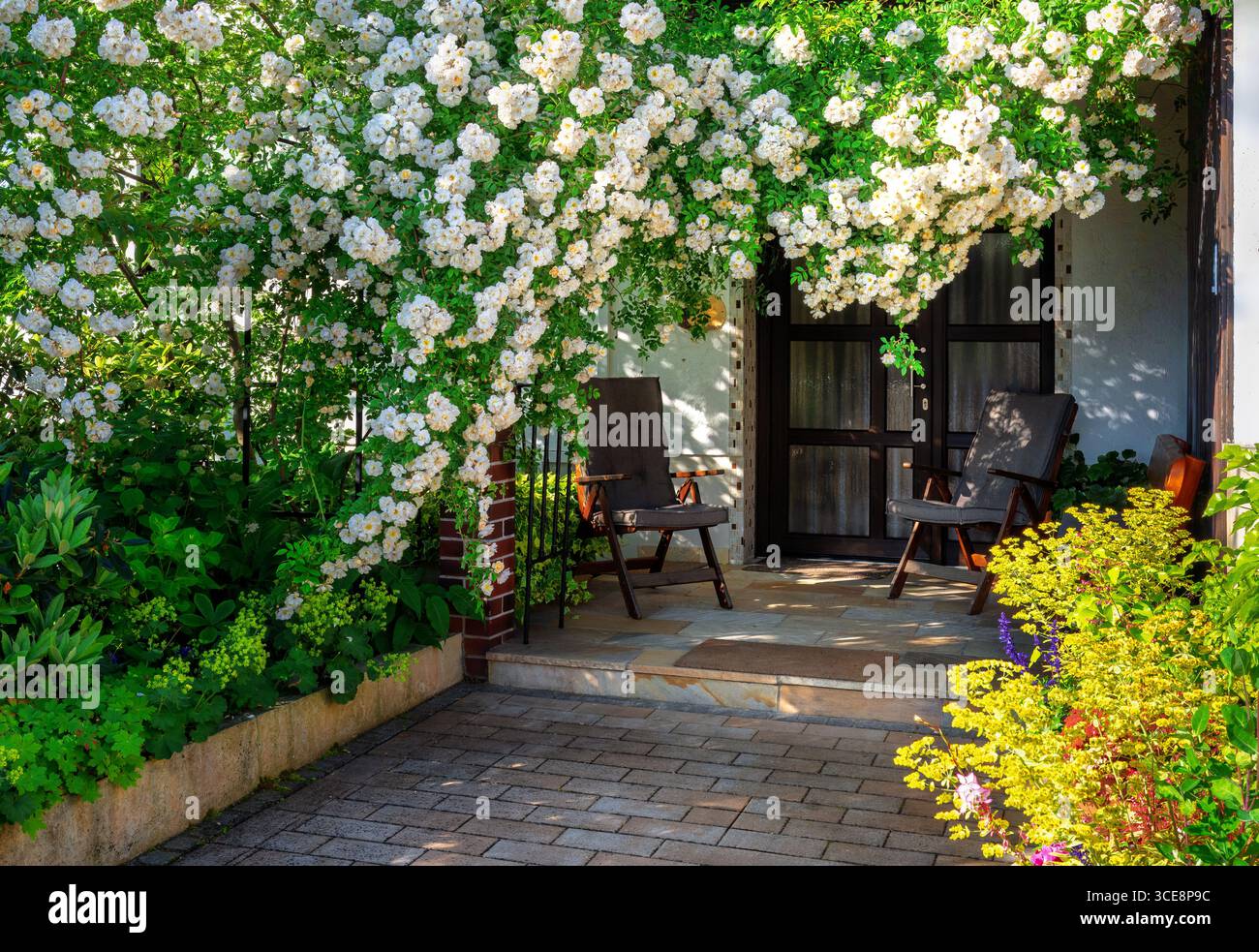 Weißer Blumenring-Rosenbusch an einer Haustüre Stockfoto