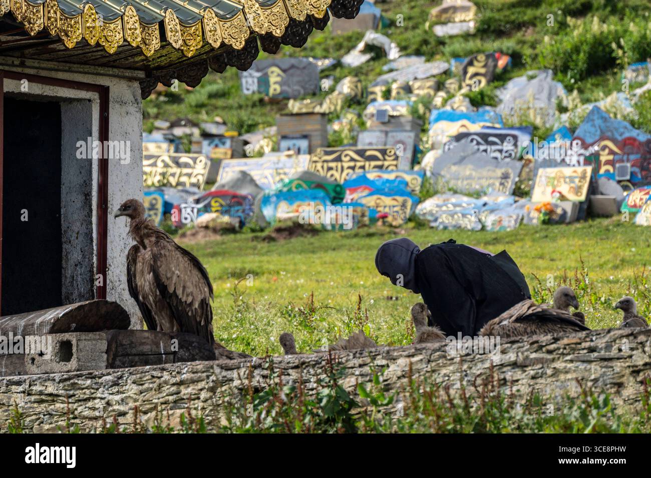 Himmelsbegräbnis, Rogyapa füttert den Leichnam eines Verstorbenen an Geier für ihre Rückkehr in die Wildnis, Tagong (Lhagang), autonomer Garzê-Präfekt Stockfoto