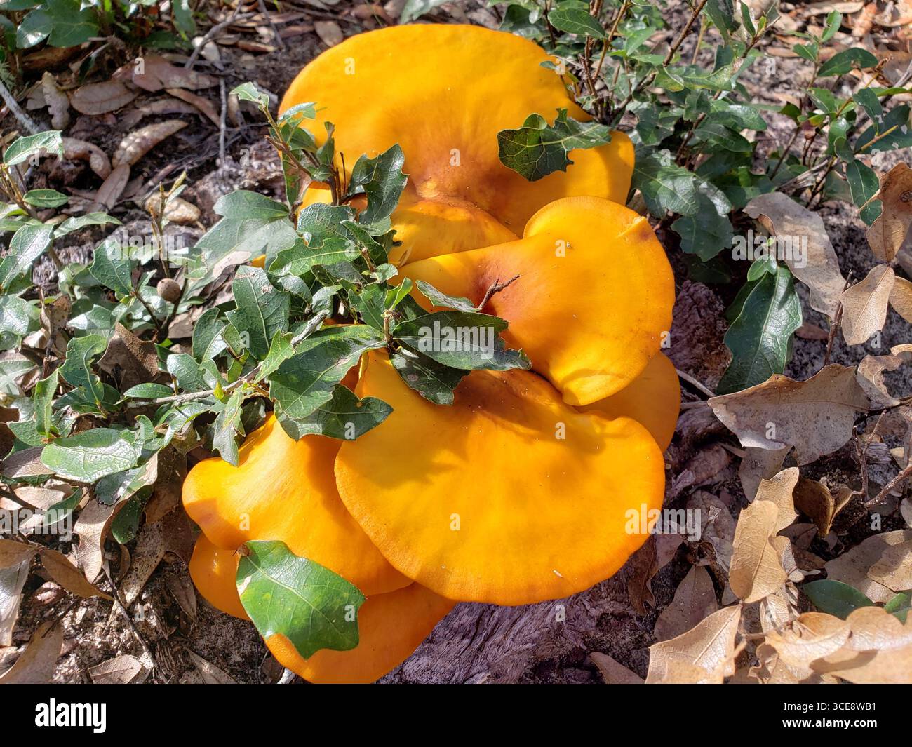 Orangenpilz, bricht aus dem Boden gegen auf dem Baum aus, als Huhn des Waldes. Giftig. Zugeordnete Eichen. Stockfoto