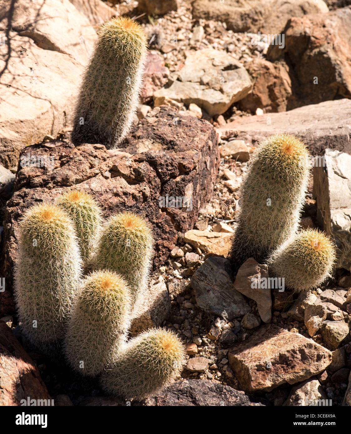 Lloyd's Hegehog Cactus (Echinocereus xroetter) ist ein Mitglied der Kaktusfamilie Cactaceae. Es ist eine von etwa 2000 Arten, die dieser Familie angehören Stockfoto