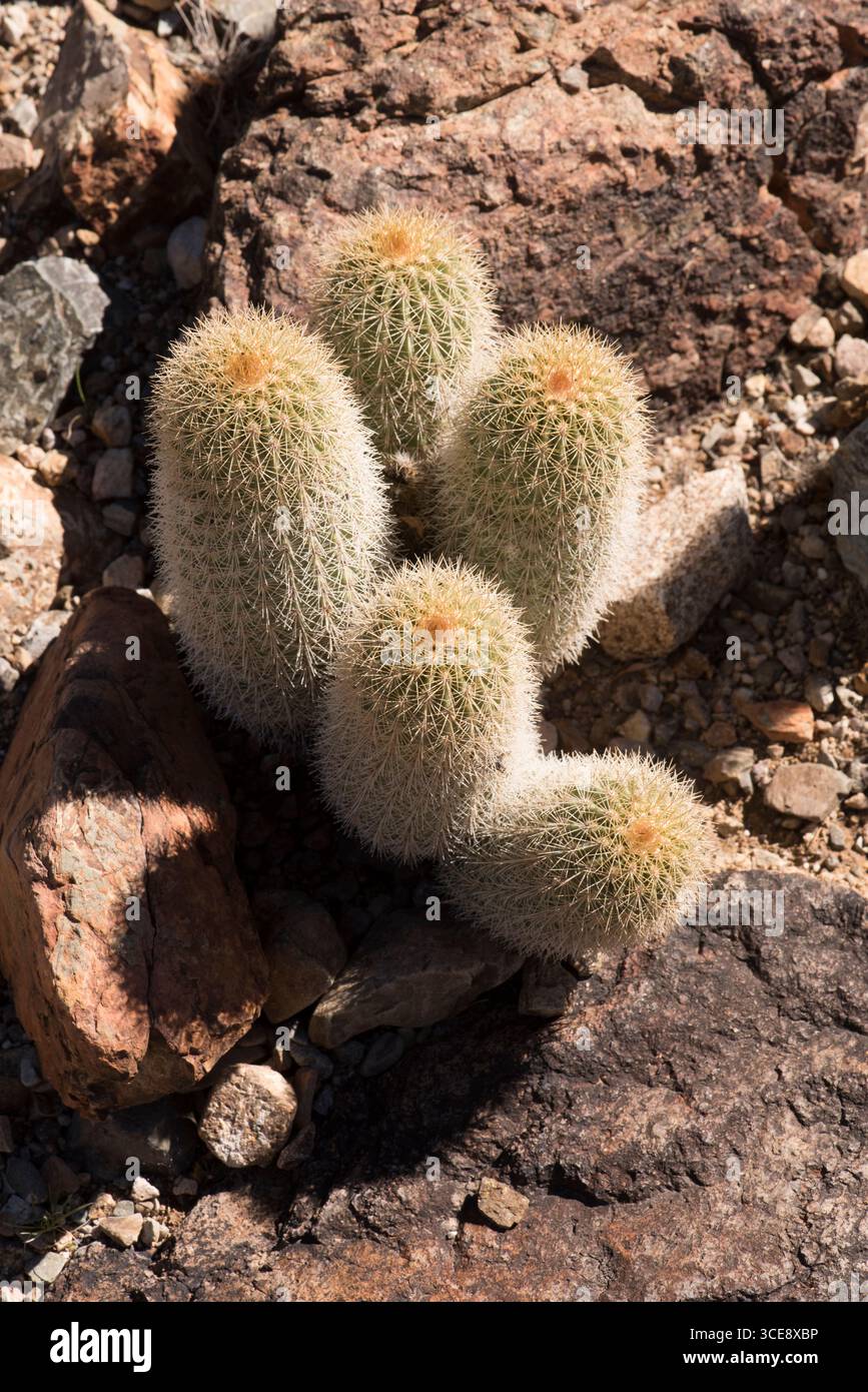 Lloyd's Hegehog Cactus (Echinocereus xroetter) ist ein Mitglied der Kaktusfamilie Cactaceae. Es ist eine von etwa 2000 Arten, die dieser Familie angehören Stockfoto
