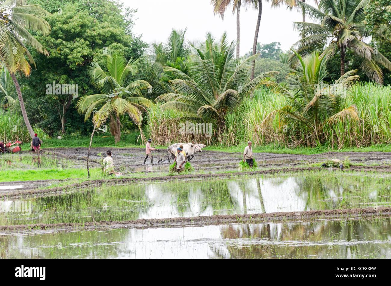 Die traditionelle Art des Pflügens von Bullen und des manuellen Reisanbaus im ländlichen Indien Stockfoto