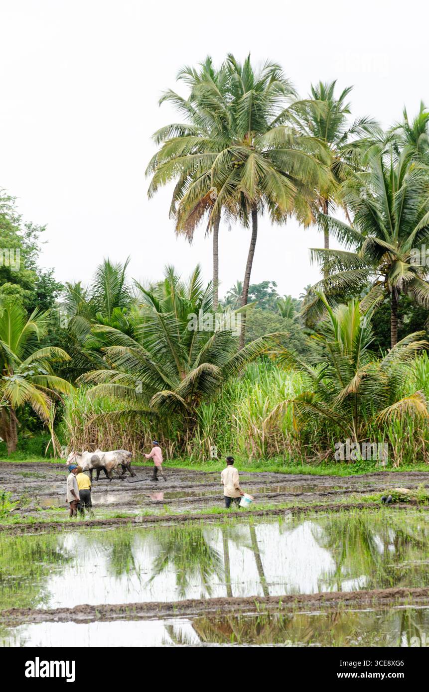 Die traditionelle Art des Pflügens von Bullen und des manuellen Reisanbaus im ländlichen Indien Stockfoto