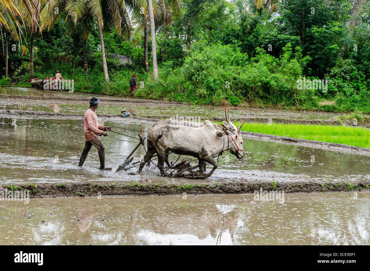 Die traditionelle Art des Pflügens von Bullen und des manuellen Reisanbaus im ländlichen Indien Stockfoto