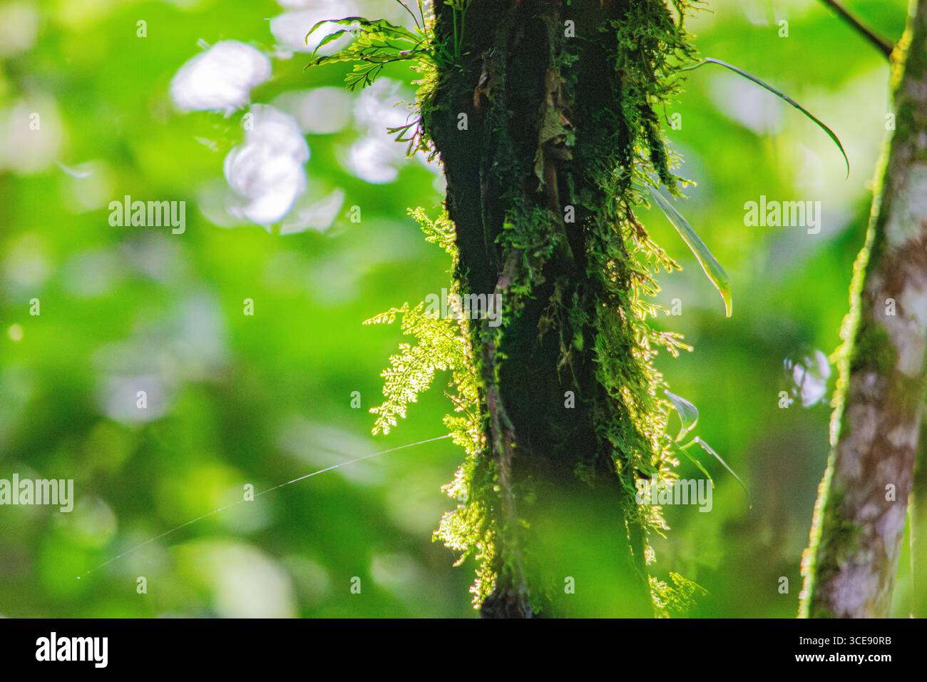Eine lebhafte Nahaufnahme eines moosbedeckten Baumstamms inmitten üppiger Grünflächen in Popayán, Cauca, Kolumbien. Stockfoto