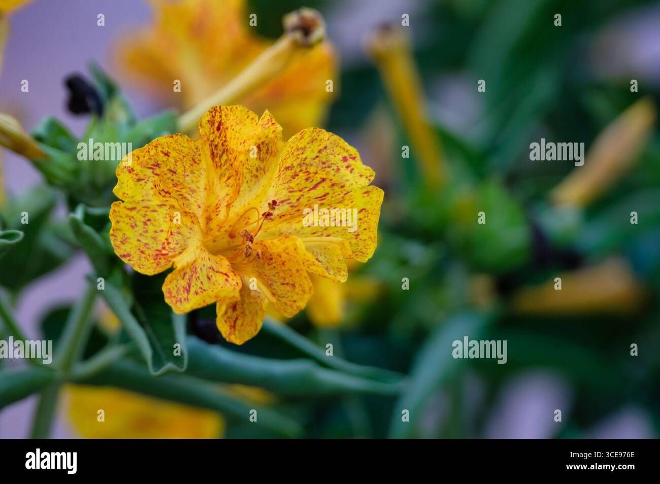 Nahaufnahme einer gelben vier-Uhr-Blume mit roten Flecken in voller Blüte, umgeben von grünem Laub in Portugal. Stockfoto